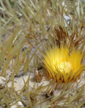 Fotografia 12 da espécie Echinocactus grusonii no Jardim Botânico UTAD