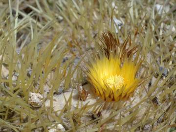 Fotografia da espécie Echinocactus grusonii