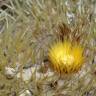 Fotografia 12 da espécie Echinocactus grusonii do Jardim Botânico UTAD