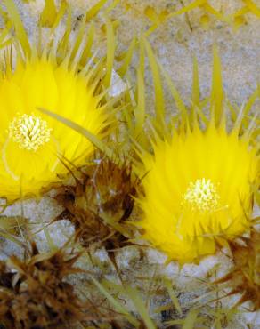 Fotografia 13 da espécie Echinocactus grusonii no Jardim Botânico UTAD