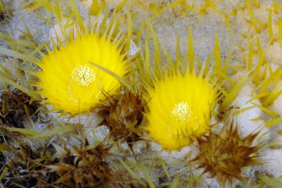 Fotografia da espécie Echinocactus grusonii