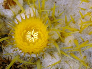 Fotografia da espécie Echinocactus grusonii