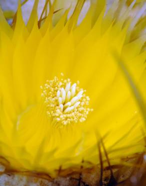 Fotografia 15 da espécie Echinocactus grusonii no Jardim Botânico UTAD