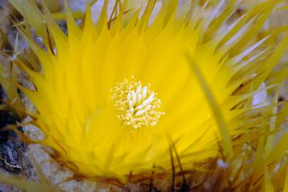 Fotografia da espécie Echinocactus grusonii