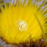 Fotografia 15 da espécie Echinocactus grusonii do Jardim Botânico UTAD