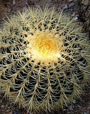 Fotografia 16 da espécie Echinocactus grusonii no Jardim Botânico UTAD