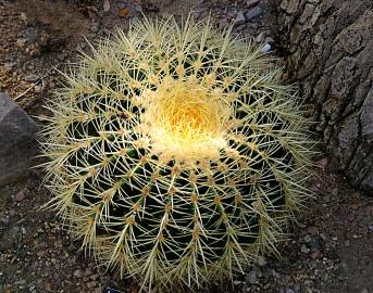 Fotografia da espécie Echinocactus grusonii