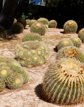 Fotografia 17 da espécie Echinocactus grusonii no Jardim Botânico UTAD