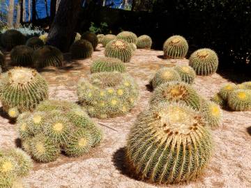 Fotografia da espécie Echinocactus grusonii