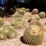 Fotografia 17 da espécie Echinocactus grusonii do Jardim Botânico UTAD