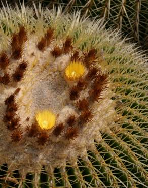 Fotografia 18 da espécie Echinocactus grusonii no Jardim Botânico UTAD