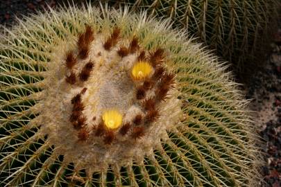 Fotografia da espécie Echinocactus grusonii