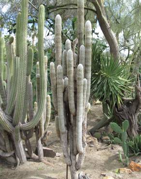 Fotografia 1 da espécie Espostoa lanata no Jardim Botânico UTAD