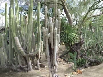 Fotografia da espécie Espostoa lanata