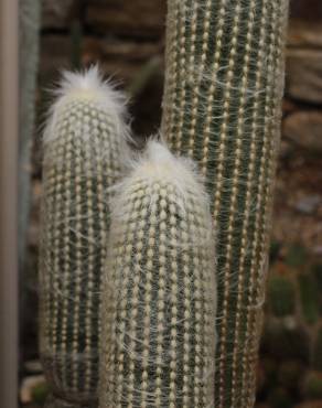 Fotografia 5 da espécie Espostoa lanata no Jardim Botânico UTAD