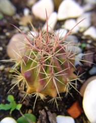 Ferocactus emoryi