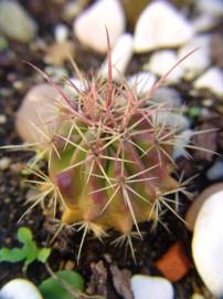 Fotografia da espécie Ferocactus emoryi