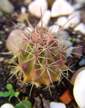 Fotografia 1 da espécie Ferocactus emoryi no Jardim Botânico UTAD