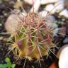 Fotografia 1 da espécie Ferocactus emoryi do Jardim Botânico UTAD