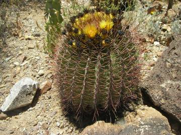 Fotografia da espécie Ferocactus emoryi