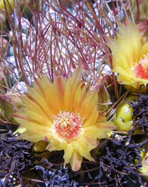 Fotografia 3 da espécie Ferocactus emoryi no Jardim Botânico UTAD