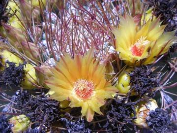 Fotografia da espécie Ferocactus emoryi