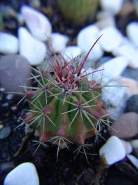 Fotografia da espécie Ferocactus emoryi