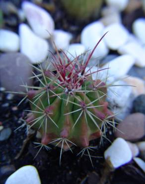 Fotografia 4 da espécie Ferocactus emoryi no Jardim Botânico UTAD