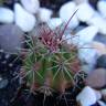 Fotografia 4 da espécie Ferocactus emoryi do Jardim Botânico UTAD