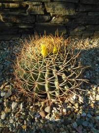 Fotografia da espécie Ferocactus emoryi