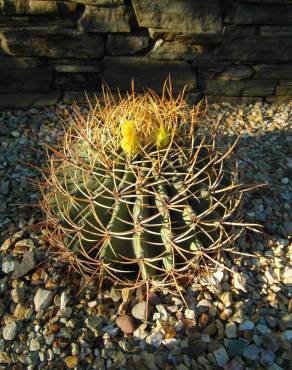 Fotografia 5 da espécie Ferocactus emoryi no Jardim Botânico UTAD