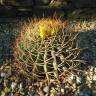 Fotografia 5 da espécie Ferocactus emoryi do Jardim Botânico UTAD