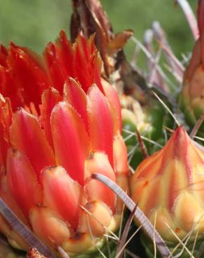 Fotografia 6 da espécie Ferocactus emoryi no Jardim Botânico UTAD