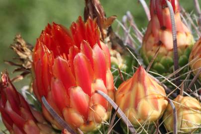 Fotografia da espécie Ferocactus emoryi