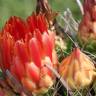 Fotografia 6 da espécie Ferocactus emoryi do Jardim Botânico UTAD