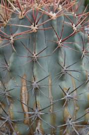 Fotografia da espécie Ferocactus emoryi