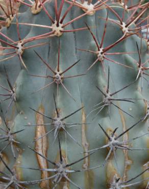 Fotografia 8 da espécie Ferocactus emoryi no Jardim Botânico UTAD