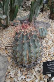 Fotografia da espécie Ferocactus emoryi