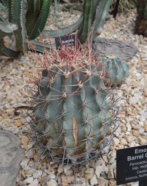 Fotografia 9 da espécie Ferocactus emoryi no Jardim Botânico UTAD