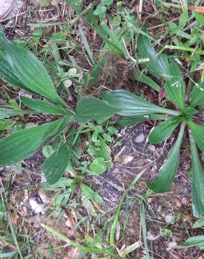 Fotografia 19 da espécie Plantago lanceolata no Jardim Botânico UTAD