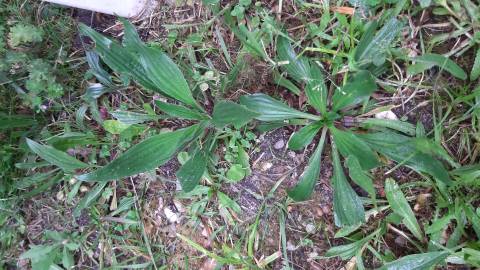 Fotografia da espécie Plantago lanceolata