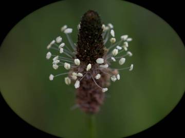 Fotografia da espécie Plantago lanceolata