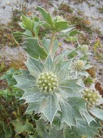 Fotografia da espécie Eryngium maritimum
