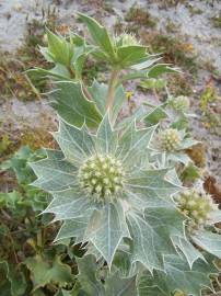 Fotografia da espécie Eryngium maritimum