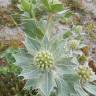 Fotografia 18 da espécie Eryngium maritimum do Jardim Botânico UTAD