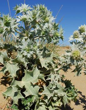 Fotografia 19 da espécie Eryngium maritimum no Jardim Botânico UTAD