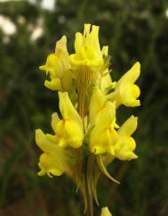 Linaria caesia subesp. caesia