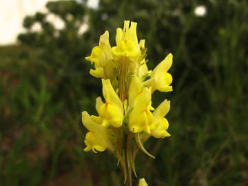 Fotografia da espécie Linaria caesia subesp. caesia