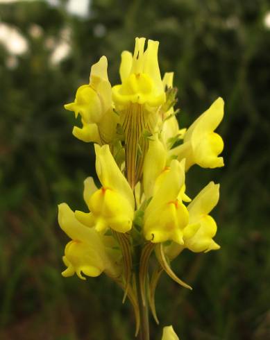 Fotografia de capa Linaria caesia subesp. caesia - do Jardim Botânico