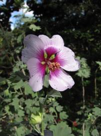 Fotografia da espécie Lavatera maritima